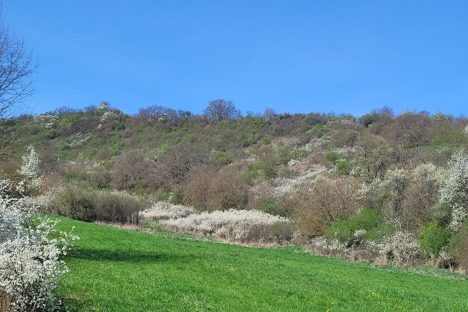 Die Akropolismauer war 2, 8 km lang und die Gesamtlänge der Befestigung betrug 4, 3 km. | Foto: Hana Slavická,  Radio Prague International