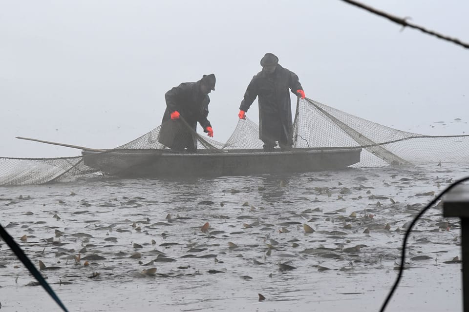 Karpfenernte am Teich Krčín | Foto: Ondřej Tomšů, Radio Prague International Karpfenernte am Teich Krčín | Foto: Ondřej Tomšů, Radio Prague International