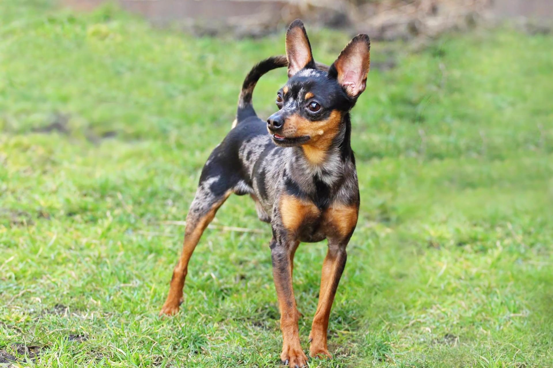 Prager best sale rattler pinscher